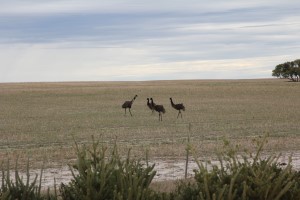 Emus im Mt. Lesueur NP