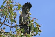 schwarzer Kakadu