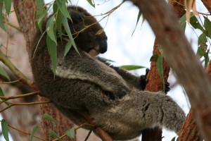 fauler Koala