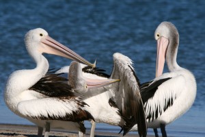 Pelikane bei der Gefiederpflege