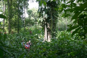 Dschungel im Gandoca-Manzanillo-Park