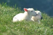 Schafe am Cape St.Marys