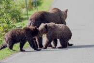 Grizzly-Familie