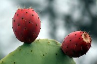Kaktusfrucht