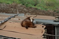 Ziege auf dem Dach eines verlassenen Bauernhofs