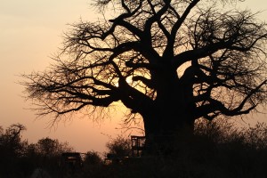 Camp am Baobabbaum