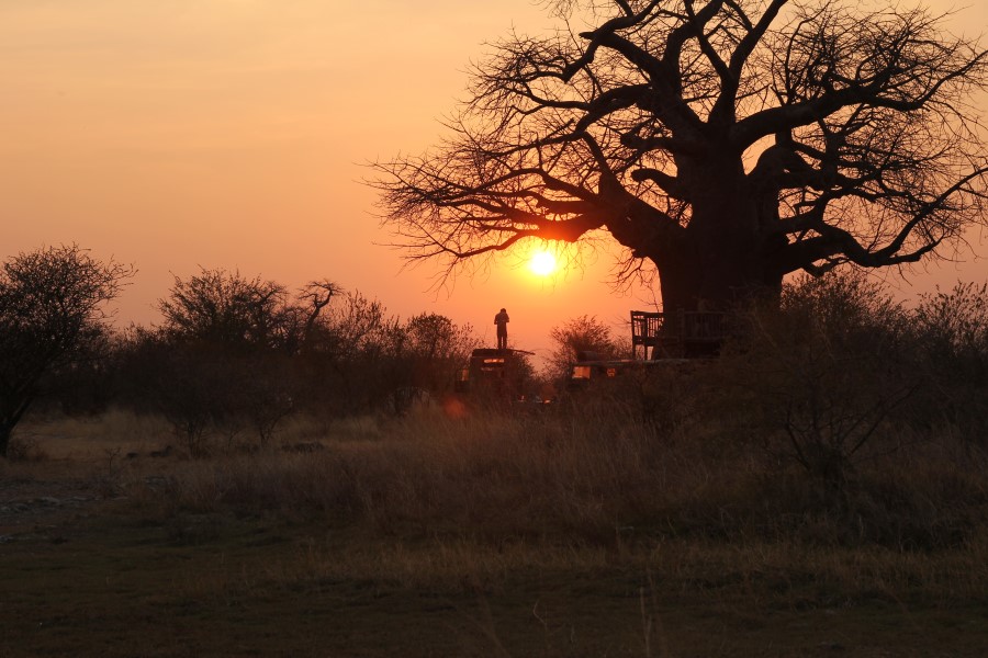 Sonnenuntergang an den Baobabbäumen