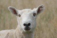 Erschrockenes Schaf