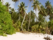 Palmenstrand auf Mahé