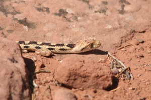 Western Gopher Snake